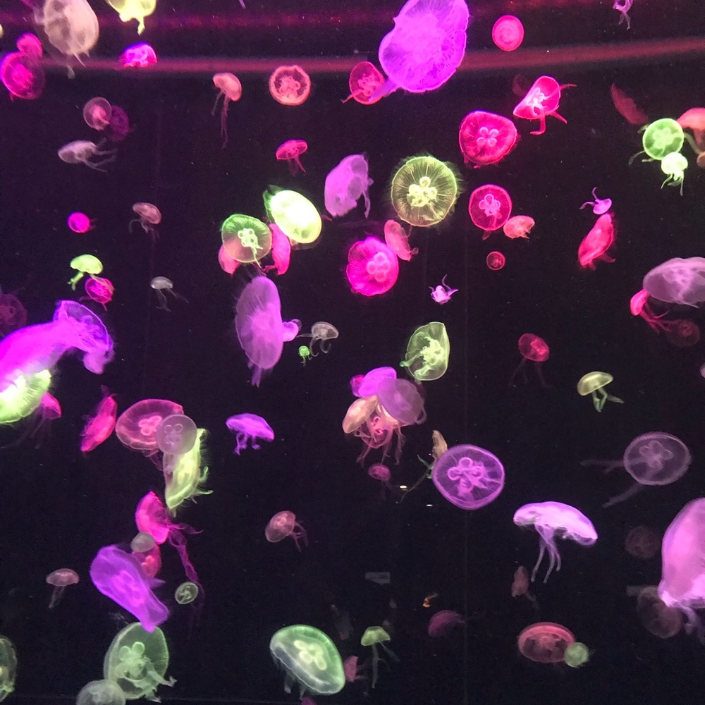 Meet your Posher, Sharon